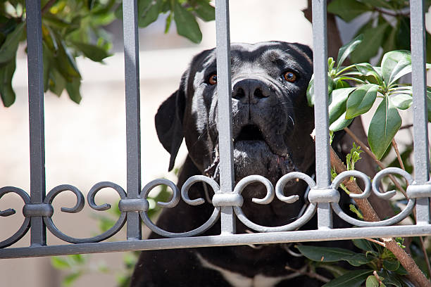 istock big black Labrador Retriever dog 510855963