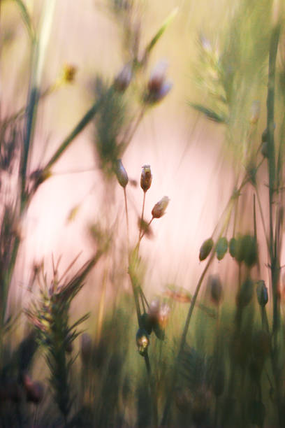 istock Plants in garden 510856079
