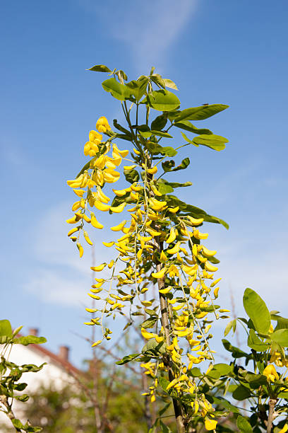 laburnum plant - against the background of the spring sky laburnum plant - against the background of the spring sky bright yellow laburnum flowers in garden golden chain tree image stock pictures, royalty-free photos & images