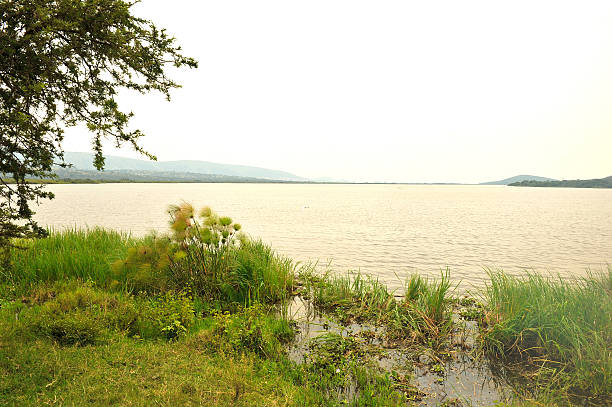 This 35mm photo is taken from the southern end of Lake Bogoria, Kenya, East Africa in 1980. As I stood with the camera a single zebu cow wandered past and looked down the length of the lake. The water is is hihgly alkaline and undrinkable. In the sky and scattered across the lake are lesser flamingoes (Phoenicopterus minor). Lake Bogoria (formerly Lake Hannington) forms part of Africa's Great Rift Valley. Millions of flamingoes are attracted to its soda lakes. Lesser flamingoes are particularly numerous here, on Lake Bogoria, where several thousand can be seen feeding. There are probably around two million lesser flamingoes. They feed mostly on (Spirulina), an alga which grows only in alkaline lakes. Although blue-green in colour, the algae contain pigments that give the birds their pink colour.