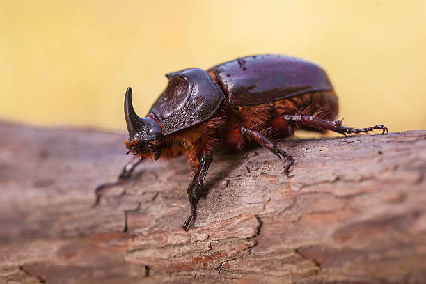 europäische nashorn käfer makro bild - nasicornis stock-fotos und bilder