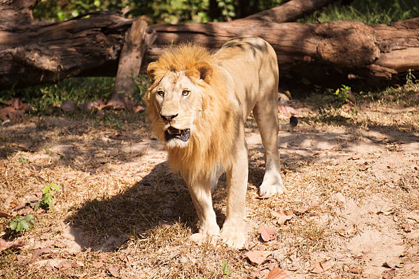 istock Male Lion walking 510857066