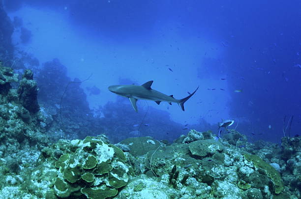 Tiburón de arrecife en TCI - foto de stock