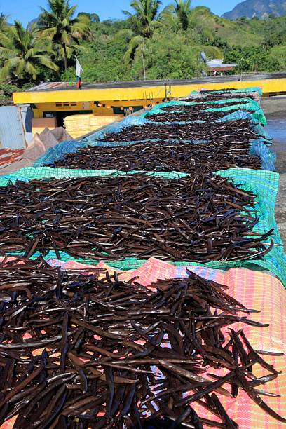 Vanilla production in Madagascar Island