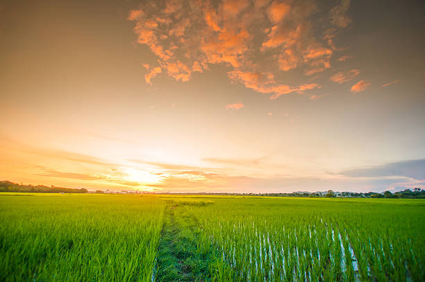 Green rice fild with evening sky