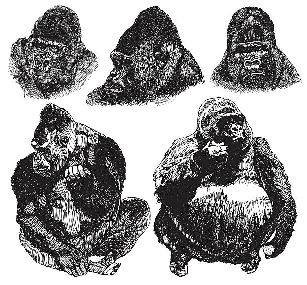 gorilla skizze. zeichnung grafik - silberrucken gorilla stock-grafiken, -clipart, -cartoons und -symbole