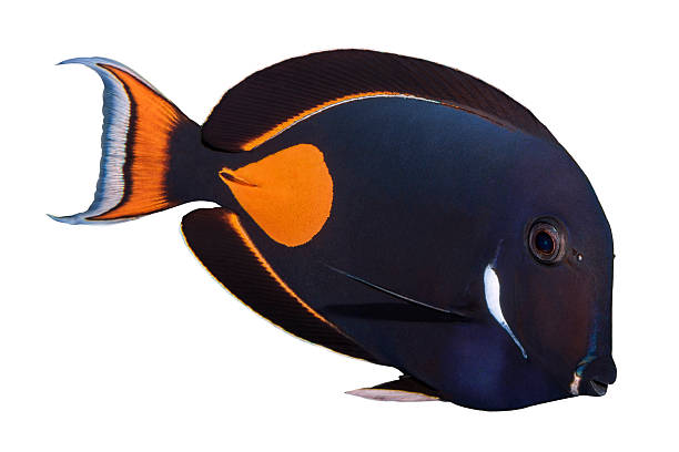 Achilles Tang isolated on white Achilles Tang (Acanthurus achilles) tropical fish on white. acanthurus achilles stock pictures, royalty-free photos & images