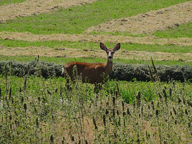 lava beds monument deer - tule lake national wildlife refuge photos et images de collection