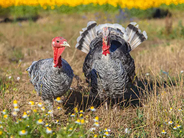 Couple of Turkey Birds on a Farmyard