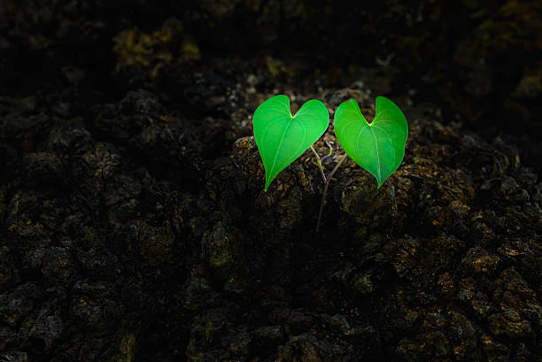 istock Couple Heart shaped green leaves. 510859816