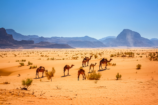 A wide angle shot of camels walking on the desert