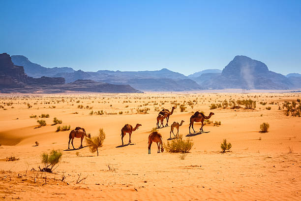 dromaderami wielbłądy w pustyni wadi rum w jordanii - camel animal dromedary camel desert zdjęcia i obrazy z banku zdjęć