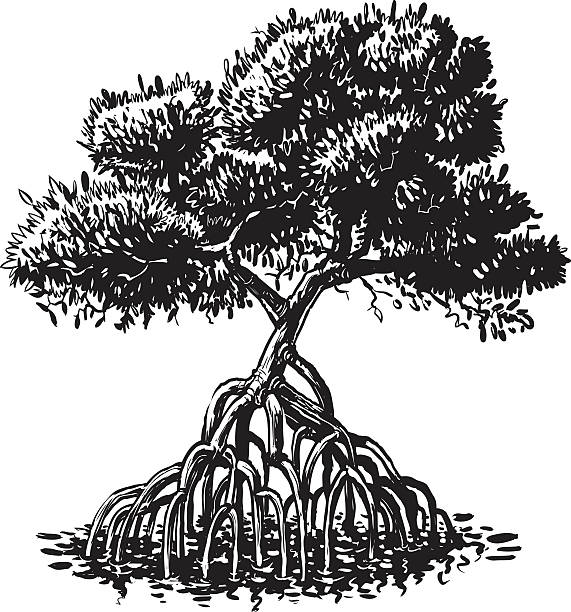 mangrove tinte stil vektor-cartoon-illustration - mangrove stock-grafiken, -clipart, -cartoons und -symbole