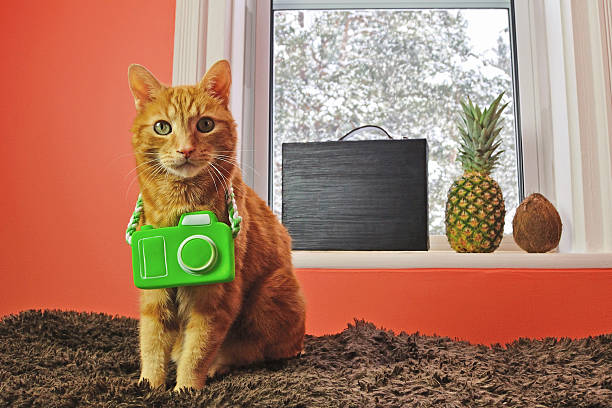 Cat with Camera Ready for a Tropical Vacation stock photo