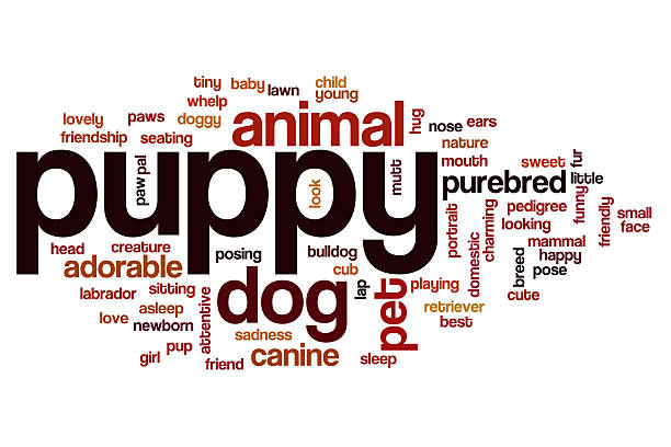 istock Puppy word cloud concept 510862416