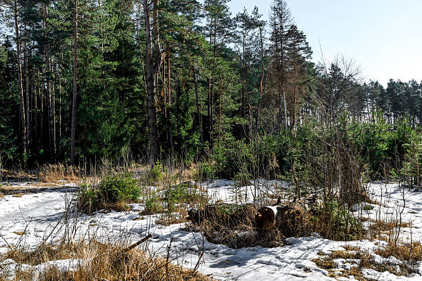 istock Coniferous forest in the sun 510862640