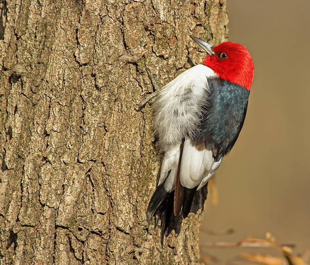 istock Red-headed Woodpecker 510863114