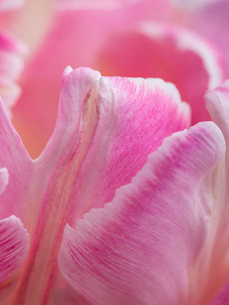 istock Tulip Petal Macro 510863132