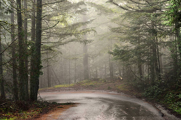 istock Foggy Morning Forest Road 510863454
