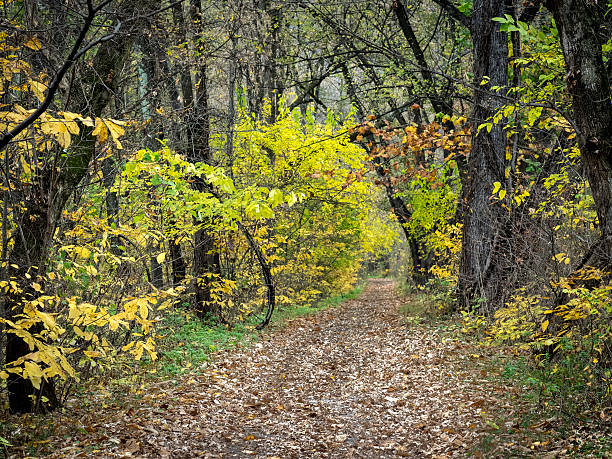 Photo of Leaf-Covered Path Through Autumn Woods