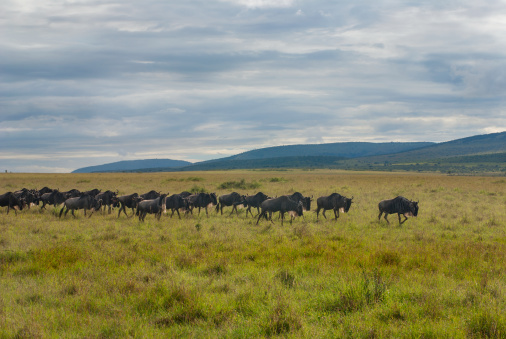 Wildebeest Migration, Maasai Mara, Kenya