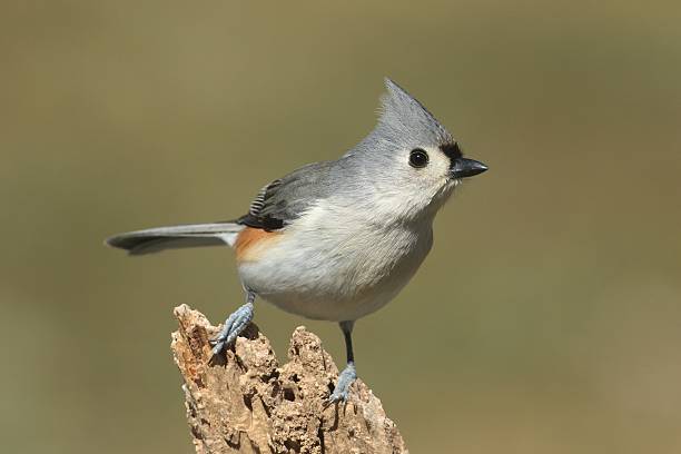 titmouse un piquet - tufted tit photos et images de collection