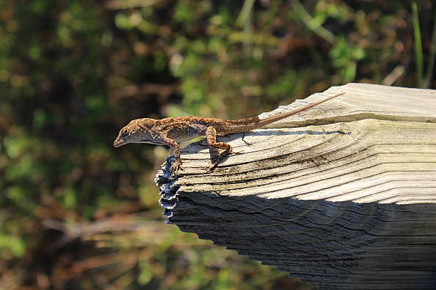 Brown Anole A Brown Anole Lizard posing on the wood with the beautiful afternoon light. polychrotidae stock pictures, royalty-free photos & images