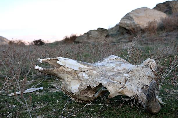 istock Cow skull on hillside in Azerbaijan 510867392