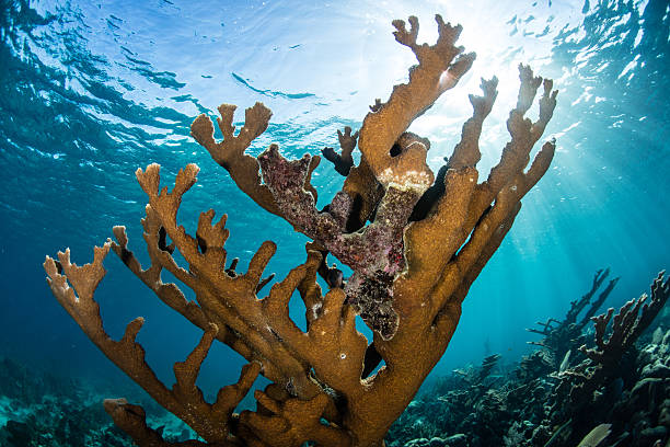 elkhorn coral in caribbean - acropora palmata stockfoto's en -beelden