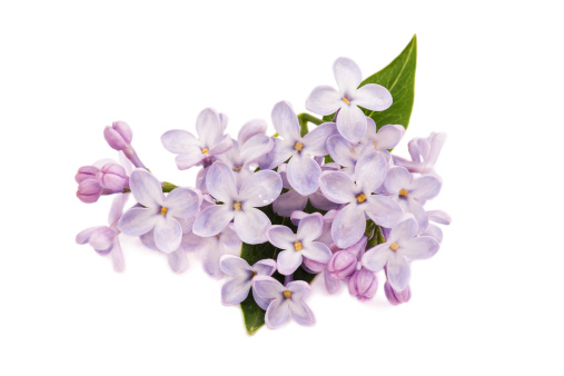 Close up of Lilac flower in front of white background.