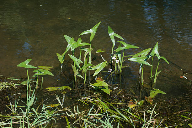 sagittaria lancifolia - arrowhead ストックフォトと画像