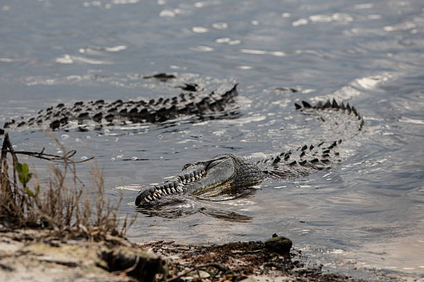 istock Crocodiles in Shallows 510868042