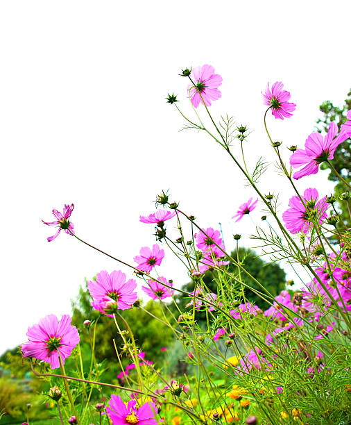 istock Cosmos in Herb Garden 510868409