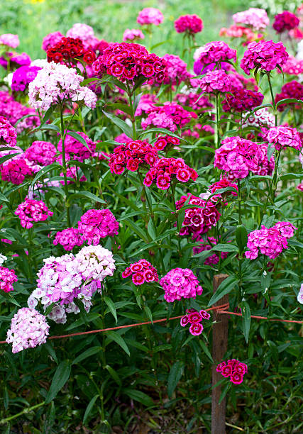 istock Flowerbed of Dianthus 510868859
