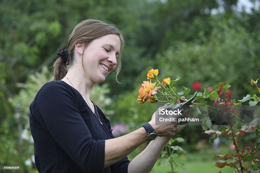 Gardening woman Gardening woman cutting her roses Activity Stock Photo