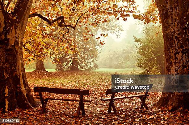 Autumn Forest Stock Photo - Download Image Now - Autumn, Beauty, Beauty In Nature