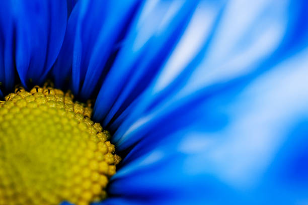 istock Macro view of a blue daisy and its pistil 510869672