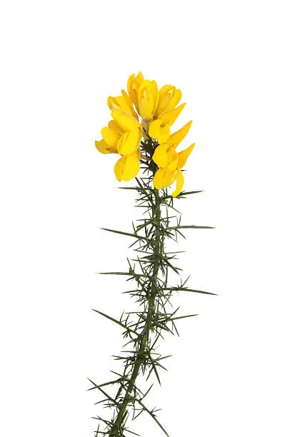 Yellow gorse flowers on a thorny stem isolated against white
