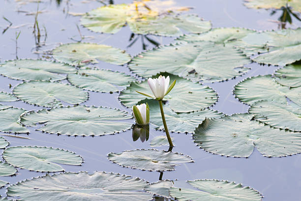 istock Water Lily in the water 510869721