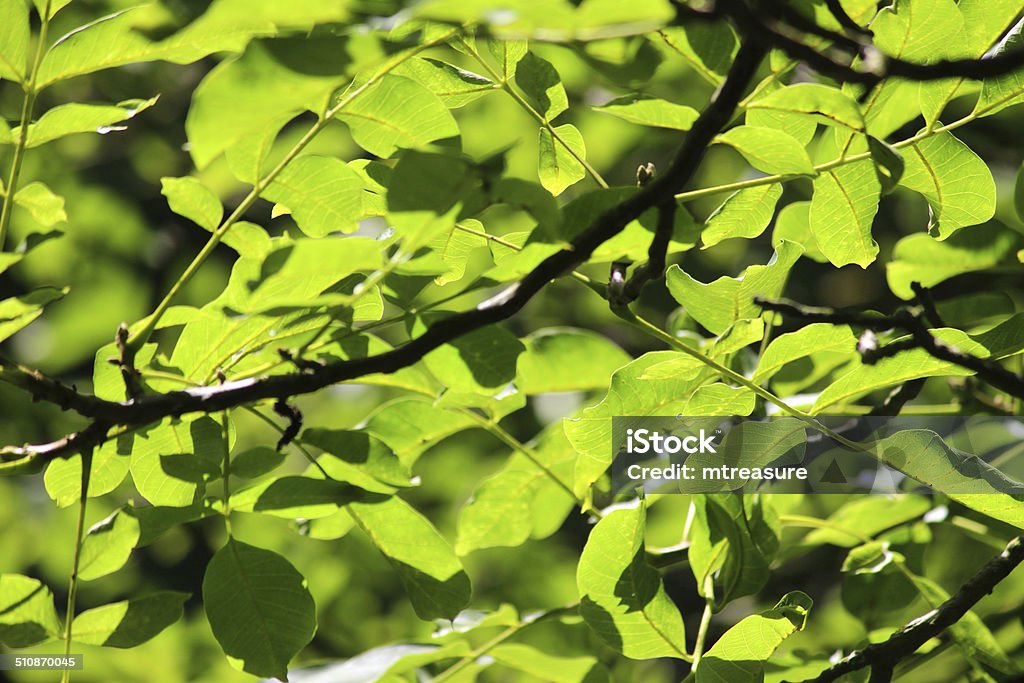 Image of green ash tree leaves in sunshine, Fraxinus Excelsior Photo showing the fresh green, pinnate leaves of a European ash / common ash tree, pictured backlit and illuminated by the afternoon sunshine in the summer.  The Latin name for this tree is: Fraxinus Excelsior.  The pictured was taken to be used as background wallpaper for a computer screen. Ash Tree Stock Photo