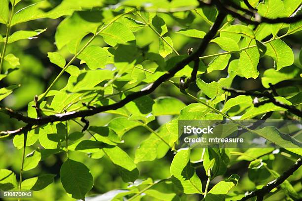 Image Of Green Ash Tree Leaves In Sunshine Fraxinus Excelsior Stock Photo - Download Image Now