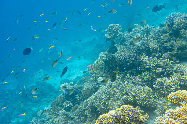 コーラルリーフと魚のドロップオフ、モルディブ、インドの海 - beauty in nature coral angelfish fish ストックフォトと画像