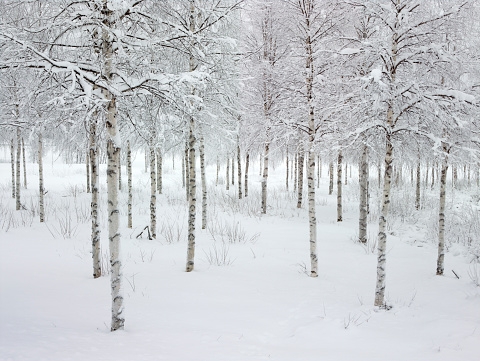 Frozen birch woodland in artic tundra, Sweden, Scandinavia