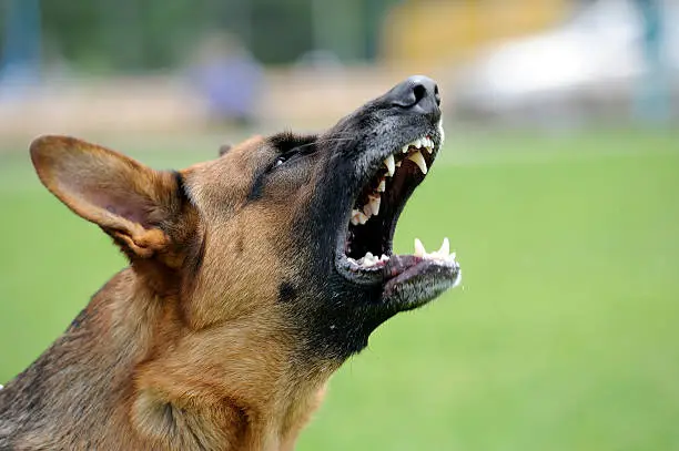 Photo of Angry dog