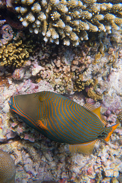 istock Triggerfish on maldives coral reef in the indian ocean 510870243
