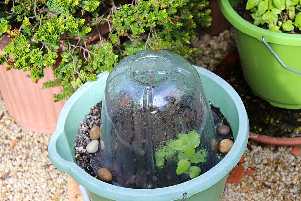 Gardening crafts made with recycled plastic bottles, environmental awareness is important to save our planet