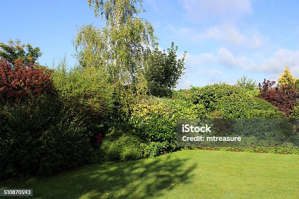 Image Of Evergreen Shrubs In Garden Border Partial Shade Sun Stock Photo - Download Image Now