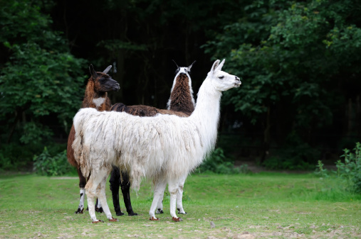 Beautiful young three alpaca in the nature