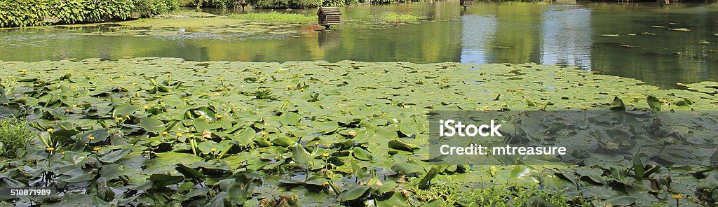 Yellow water lily flowers / spatterdock / cow lily (Nuphar-lutea), panorama image Panorama photo / banner showing a group of yellow water lily flowers, growing in a large garden pond.  These flowers are not typical water lilies, as the flowers appear more like a bud than an actually bloom, while the leaves are more oval in shape.  This extremely invasive plant is most commonly known as the bullhead lily, spatterdock, water shield or cow lily, with its large rhizomes and roots favouring a pond with a muddy base.  Its Latin name is: Nuphar lutea. Aggression Stock Photo