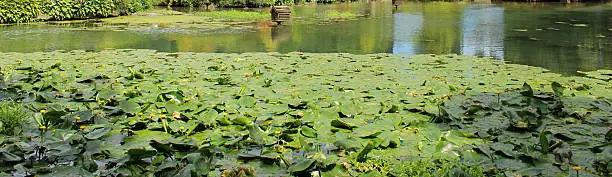 Panorama photo / banner showing a group of yellow water lily flowers, growing in a large garden pond.  These flowers are not typical water lilies, as the flowers appear more like a bud than an actually bloom, while the leaves are more oval in shape.  This extremely invasive plant is most commonly known as the bullhead lily, spatterdock, water shield or cow lily, with its large rhizomes and roots favouring a pond with a muddy base.  Its Latin name is: Nuphar lutea.
